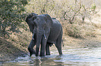walking African Elephant