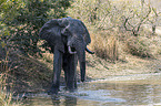 African Elephant in the water