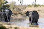 African Elephants in the water