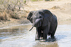 African Elephant in the water