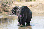 African Elephant in the water