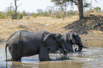 African Elephants in the water