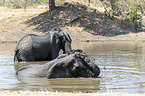 African Elephants in the water