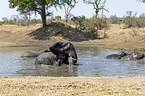 African Elephant and River Horses