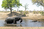 African Elephant and River Horses