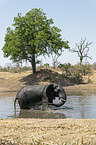 African Elephant in the water
