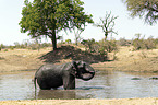 African Elephant in the water