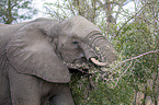 African Elephant portrait