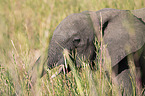 young African Elephant