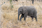 young African Elephant