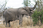 African Elephant