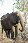 African Elephant