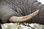 African Elephant