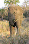 African Elephant