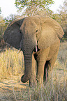 African Elephant