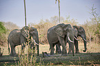 African elephants