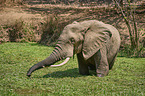 African elephant