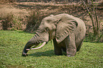 African elephant