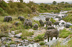 African elephants