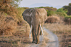 African elephant