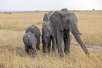 African Elephant