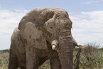 African elephant