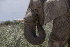 African elephant