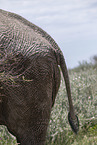 African elephant