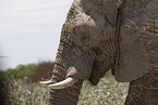 African elephant