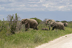 Herd of African elephants