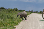 young African elephant