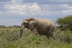 African elephant