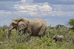 African elephants