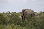 African elephant