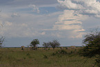 Herd of African elephants