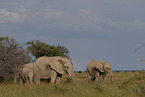 Herd of African elephants