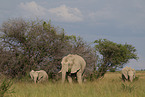 Herd of African elephants