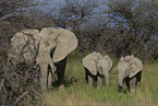 Herd of African elephants