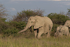 Herd of African elephants