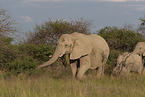 Herd of African elephants