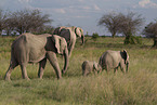 Herd of African elephants