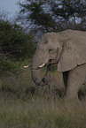 African elephant