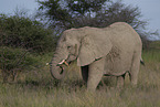 African elephant