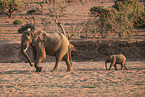 African elephants