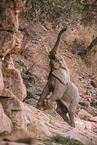 African elephant