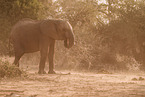 African elephant