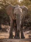 African elephant