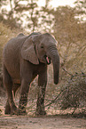 African elephant