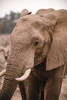 African elephant