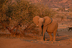 African elephant